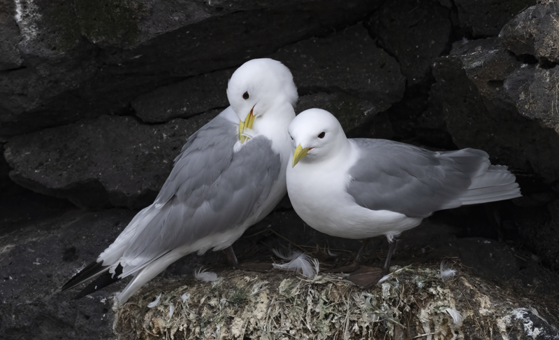 Black-legged_Kittiwake_22_Iceland_035