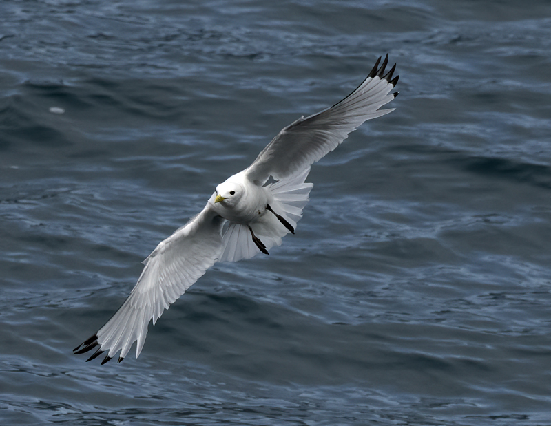 Black-legged_Kittiwake_22_Iceland_043