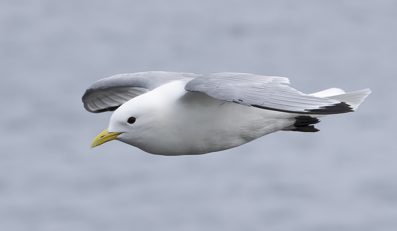 Black-legged_Kittiwake_22_Iceland_059