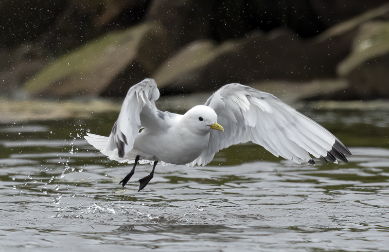 Black-legged_Kittiwake_22_Iceland_417