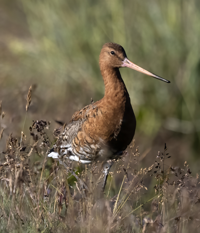 Black-tailed_Godwit_22_Iceland_010
