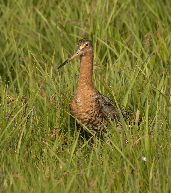 Black-tailed_Godwit_22_Iceland_105
