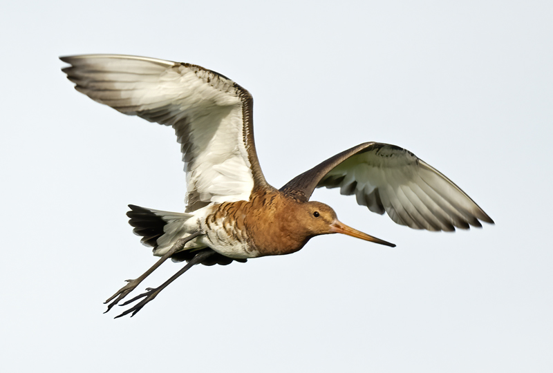 Black-tailed_Godwit_22_Iceland_121