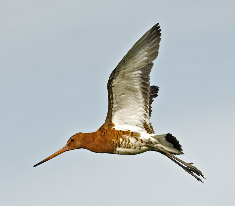 Black-tailed_Godwit_22_Iceland_126