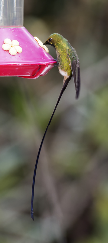 Black-tailed_Trainbearer_18_Ecuador_036