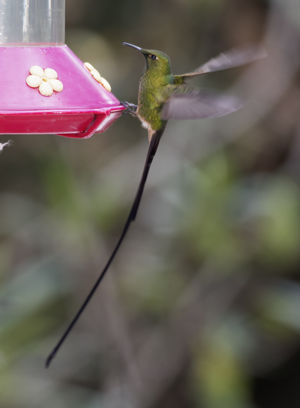 Black-tailed_Trainbearer_18_Ecuador_037