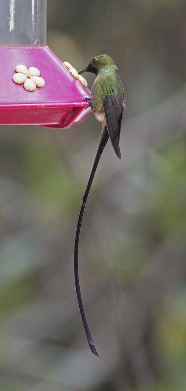 Black-tailed_Trainbearer_18_Ecuador_042