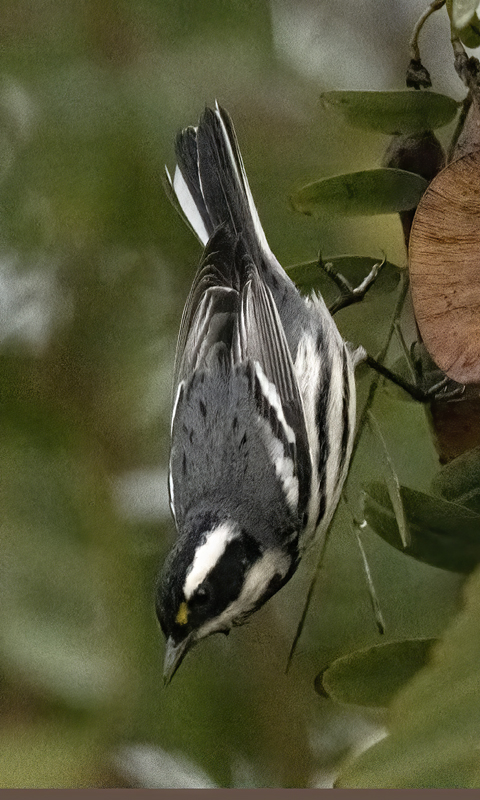 Black-throated_Gray_Warbler_22_CA_001