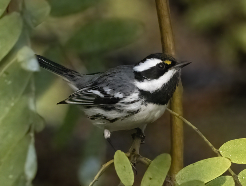 Black-throated_Gray_Warbler_22_CA_008
