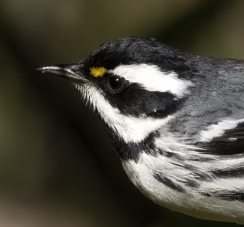 Black-throated_Gray_Warbler_22_CA_022