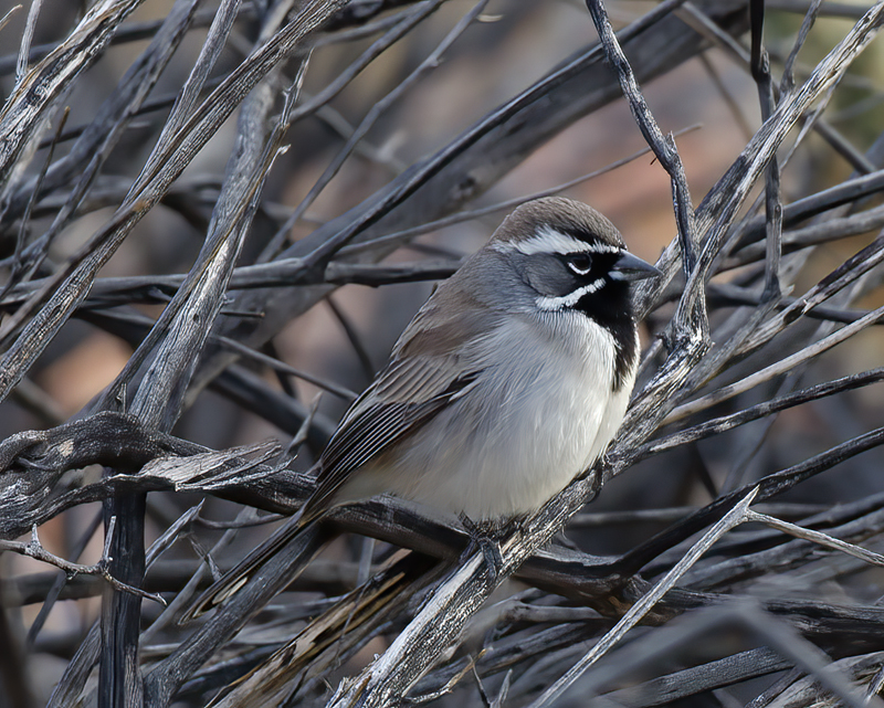 Black-throated_Sparrow_14_CA_017