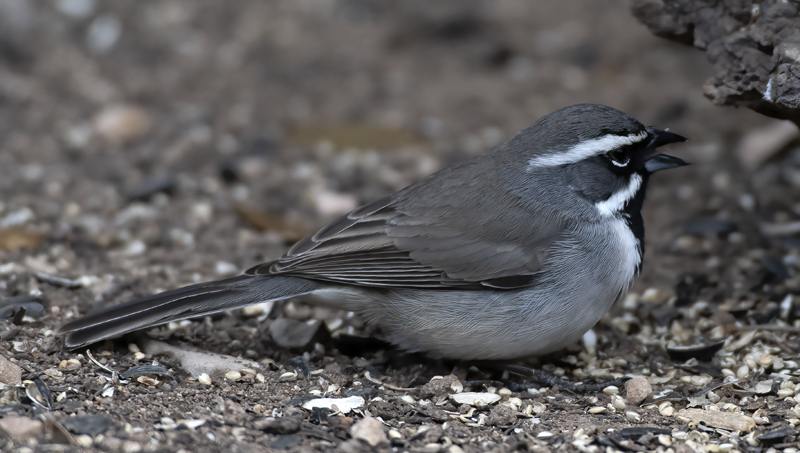 Black-throated_Sparrow_19_TX_012