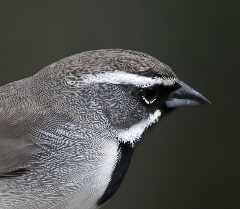 Black-throated_Sparrow_19_TX_020