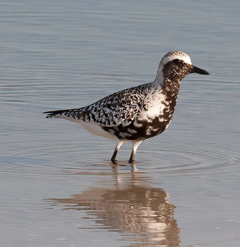 Black_Bellied_Plover_09_FL_047
