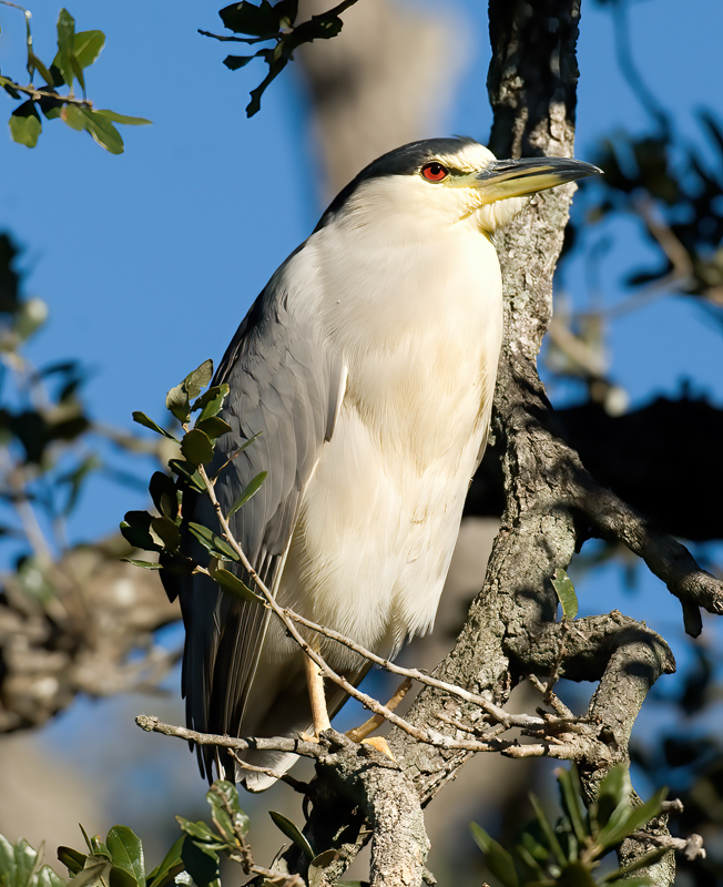 Black_Crowned_Night_Heron_09_FL_011