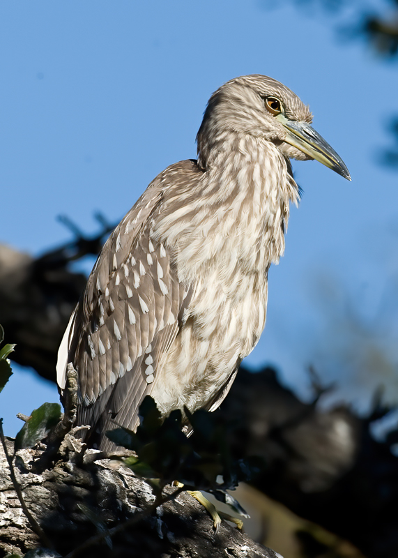 Black_Crowned_Night_Heron_09_FL_040
