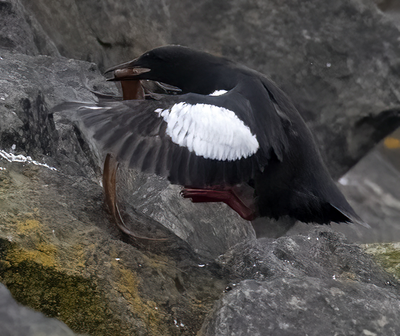 Black_Guillemot_22_Iceland_005