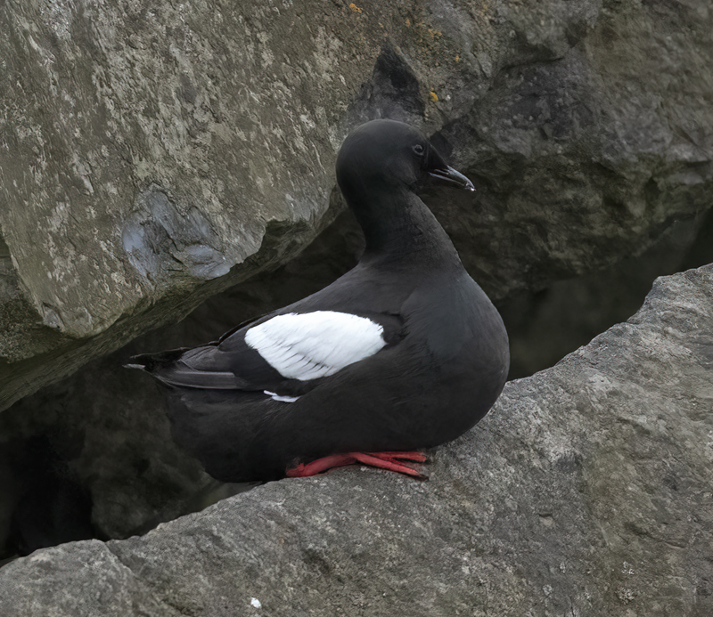 Black_Guillemot_22_Iceland_100