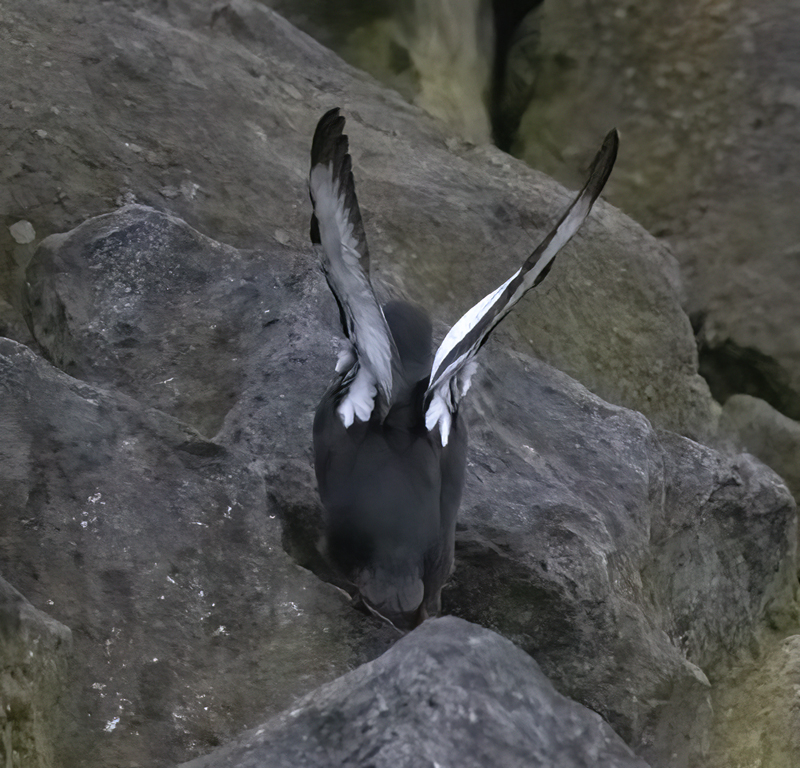Black_Guillemot_22_Iceland_101
