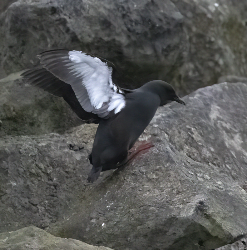 Black_Guillemot_22_Iceland_102
