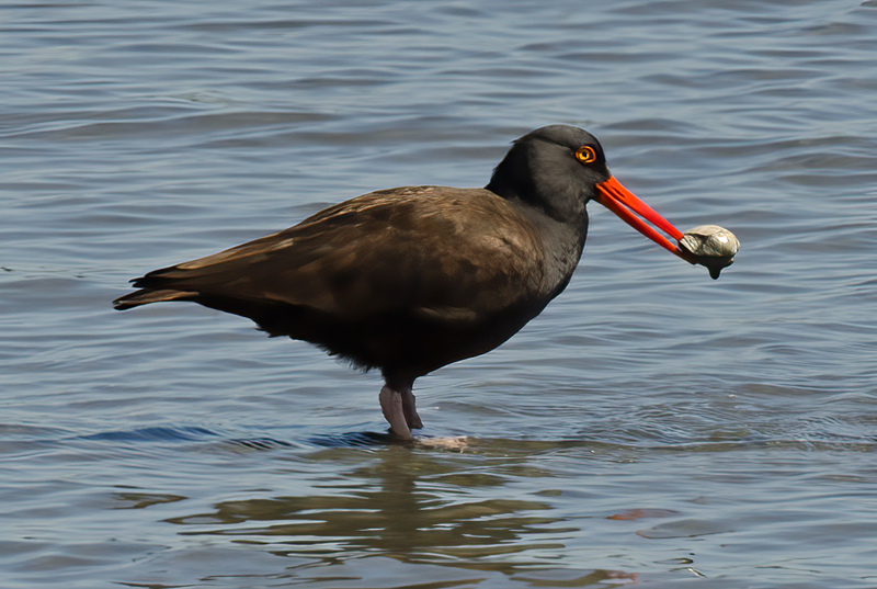 Black_Oystercatcher_14_CA_001