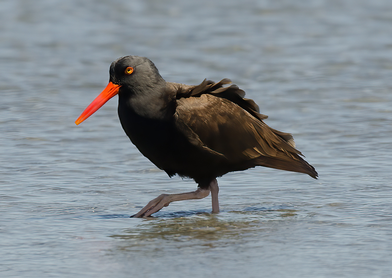 Black_Oystercatcher_14_CA_008