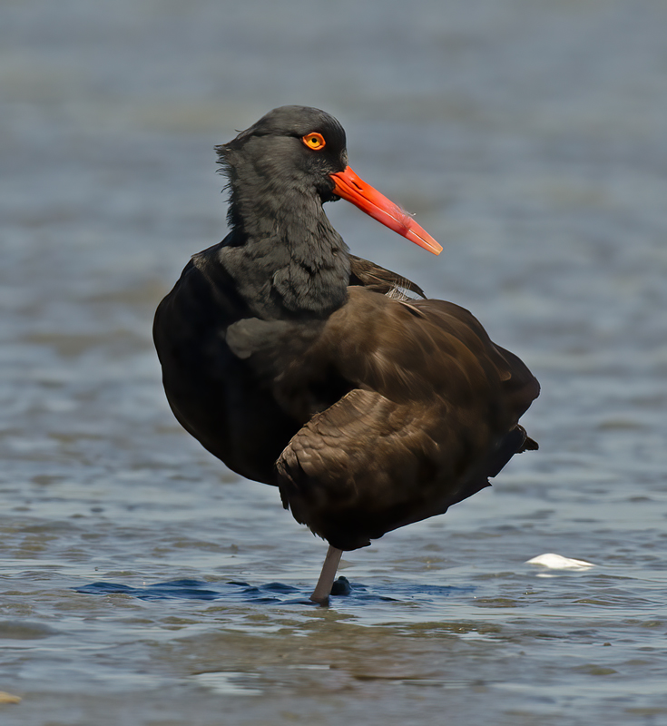 Black_Oystercatcher_14_CA_018