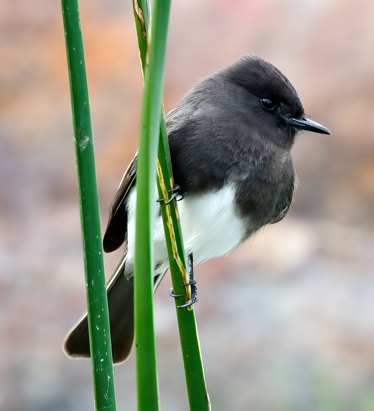 Black_Phoebe_10_CA_002