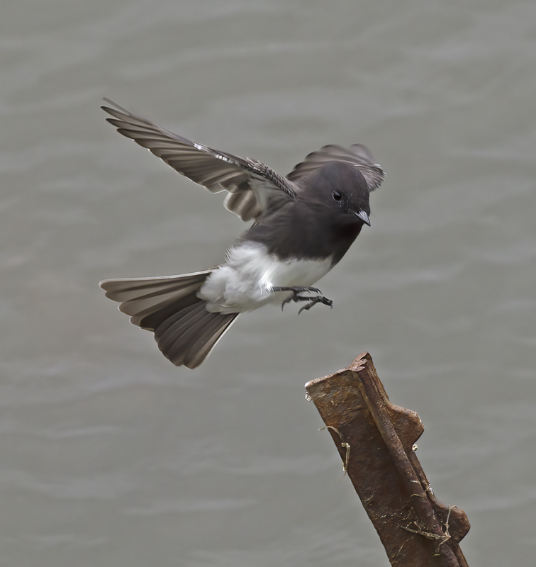 Black_Phoebe_11_CA_043