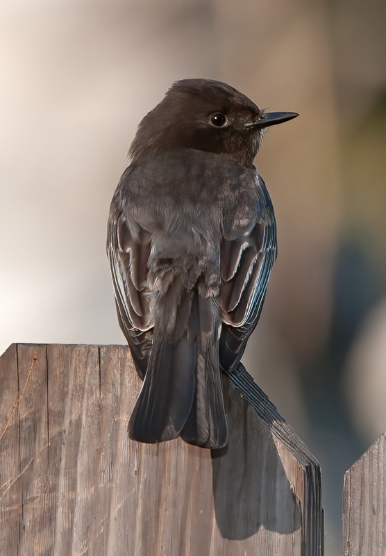 Black_Phoebe_14_CA_014
