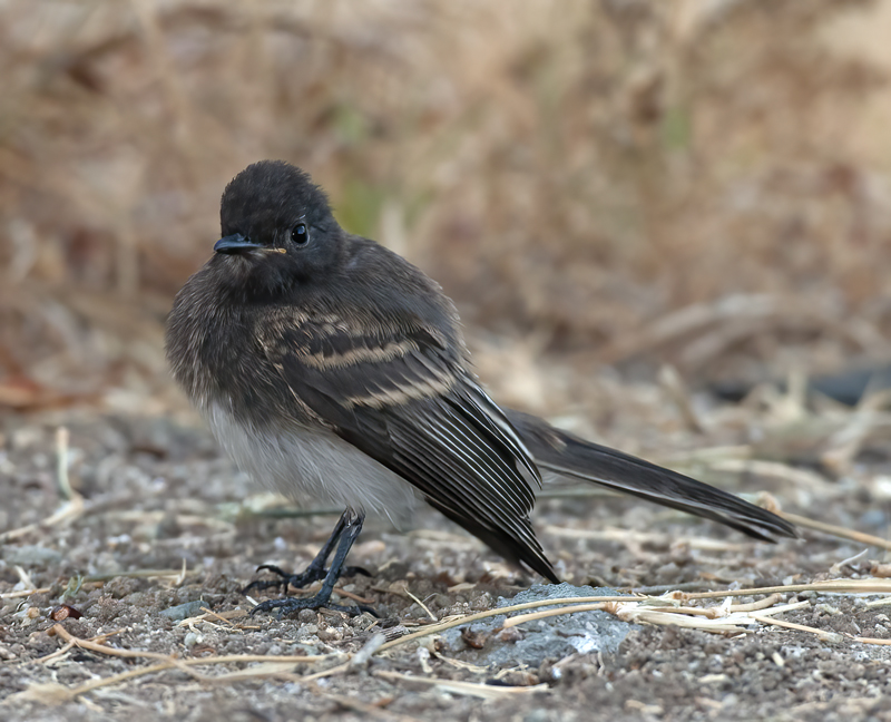 Black_Phoebe_14_CA_028