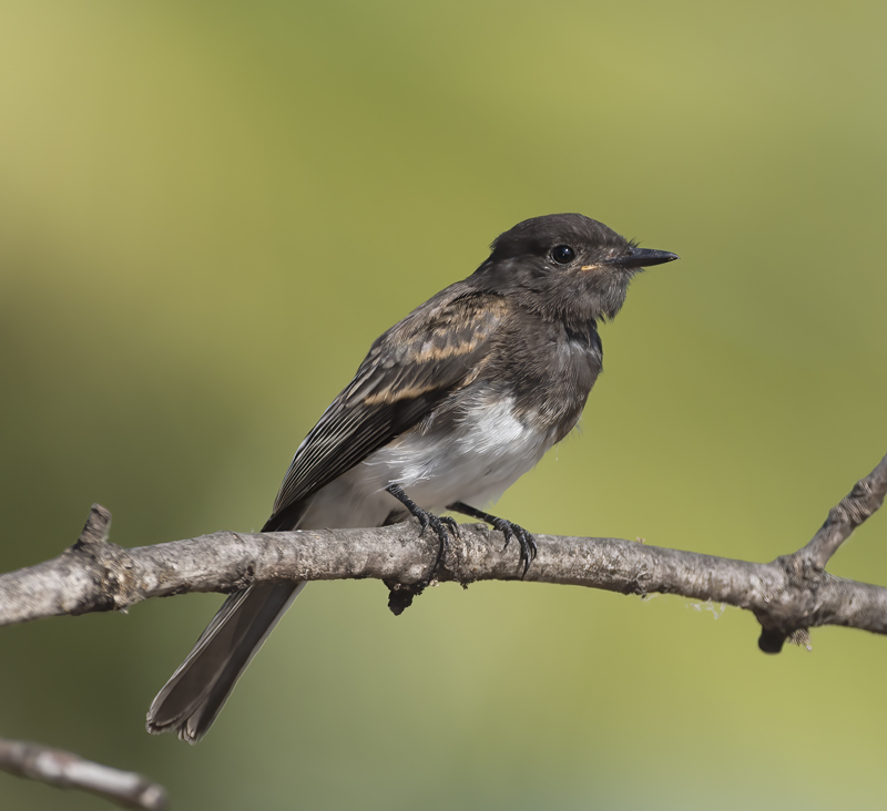 Black_Phoebe_16_CA_017