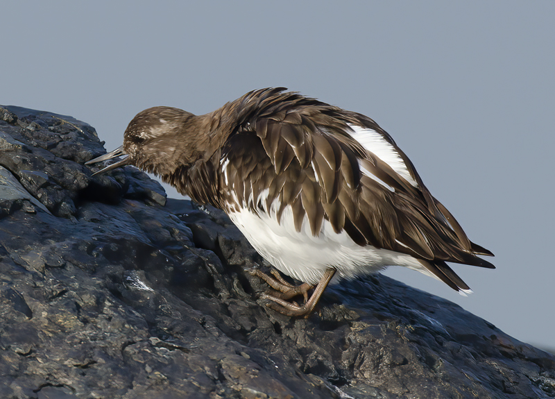 Black_Turnstone_14_CA_004
