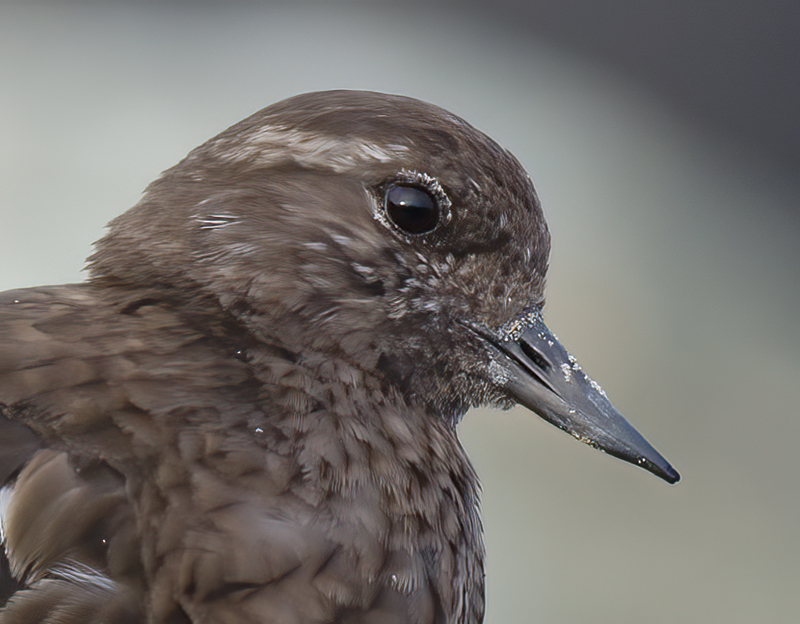 Black_Turnstone_14_CA_010