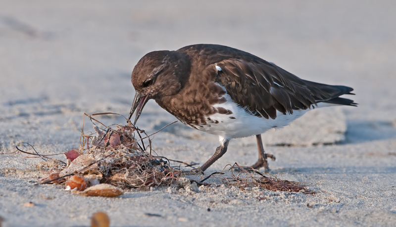 Black_Turnstone_14_CA_017