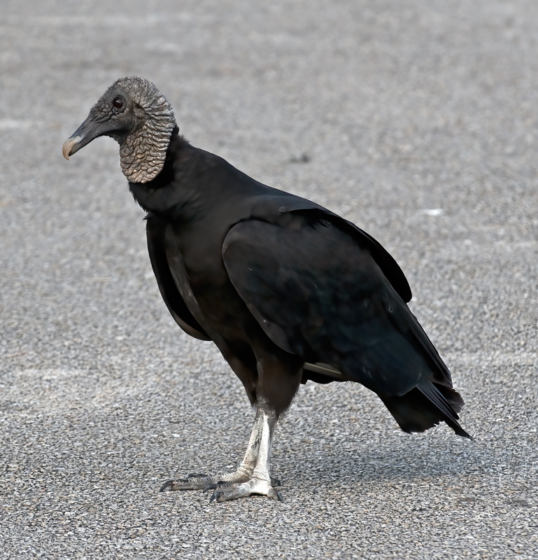 Black_Vulture_09_FL_001A