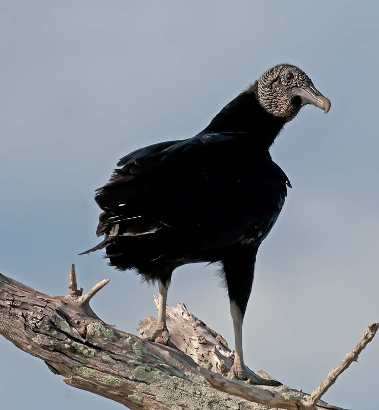 Black_Vulture_11_FL_003