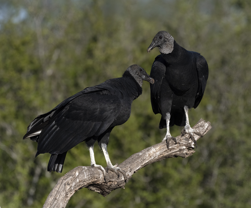 Black_Vulture_22_TX_012a