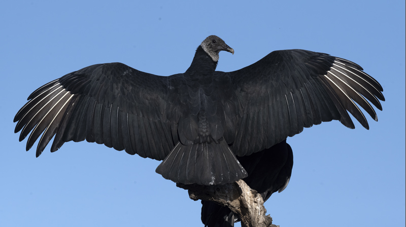 Black_Vulture_22_TX_015