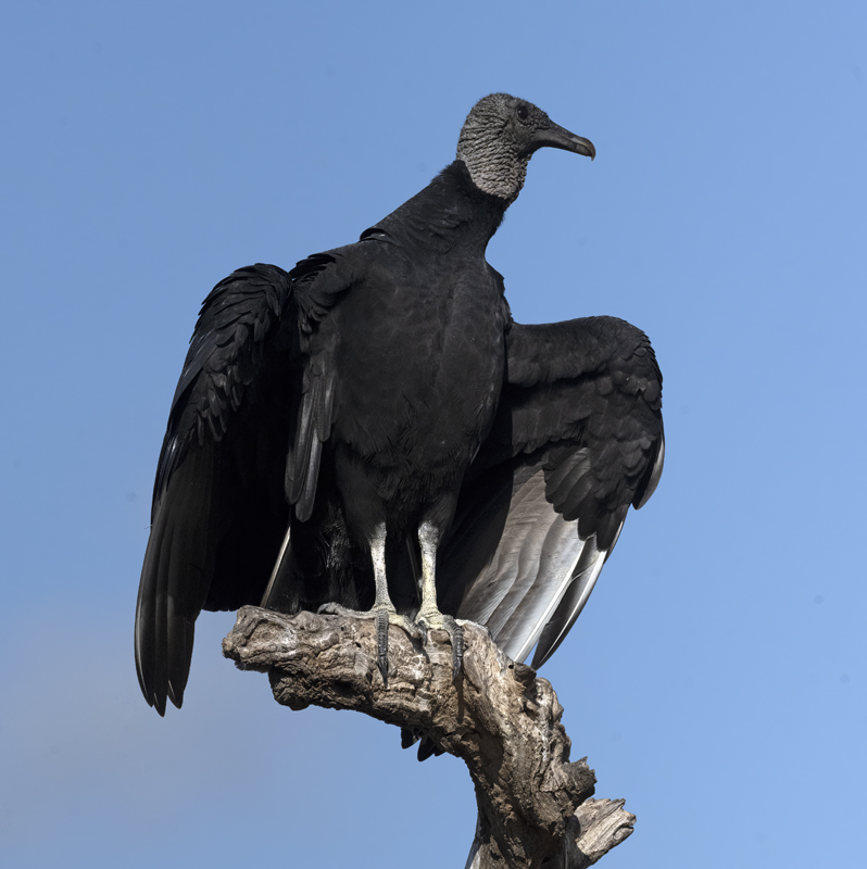 Black_Vulture_22_TX_059
