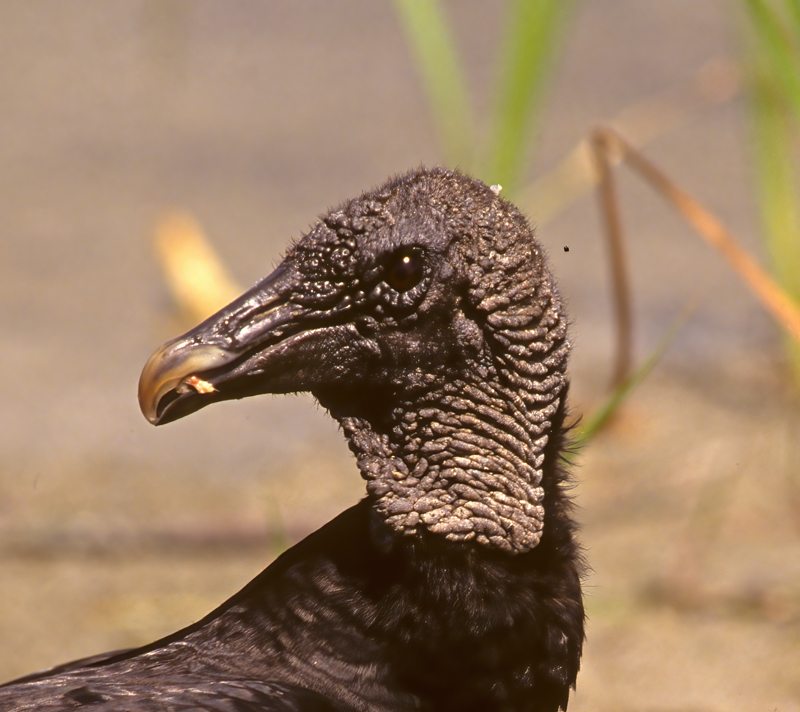 Black_Vulture_94_FL_006