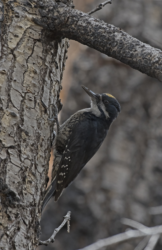 Black_backed_Woodpecker_17_OR_019