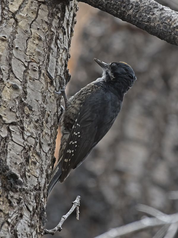Black_backed_Woodpecker_17_OR_033