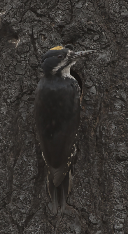 Black_backed_Woodpecker_17_OR_044