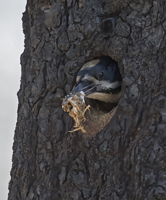 Black_backed_Woodpecker_17_OR_061