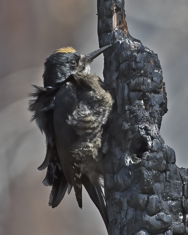 Black_backed_Woodpecker_17_OR_079