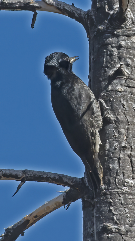 Black_backed_Woodpecker_17_OR_118