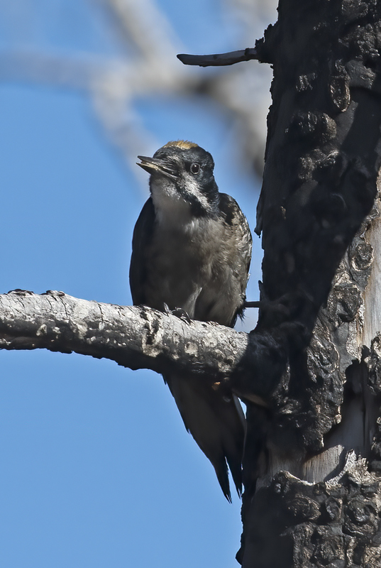 Black_backed_Woodpecker_17_OR_125
