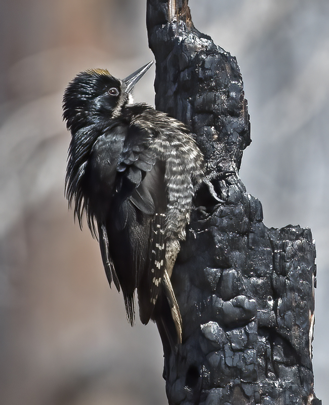 Black_backed_Woodpecker_17_OR_145