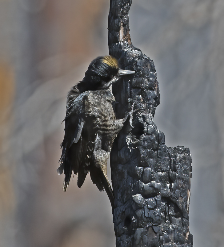 Black_backed_Woodpecker_17_OR_178
